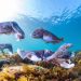 Swap your sofa for South Australia’s coolest winter adventures!