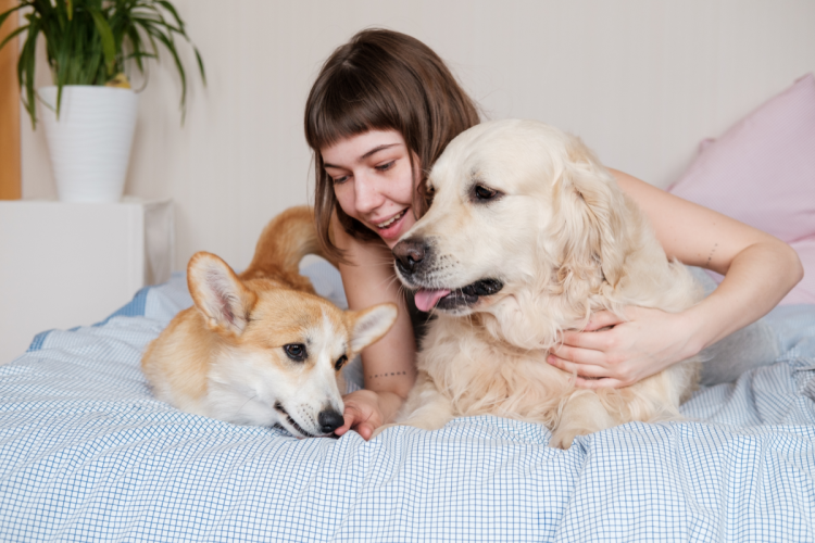 Landmark rental reforms kick in for renters (and their pets!)