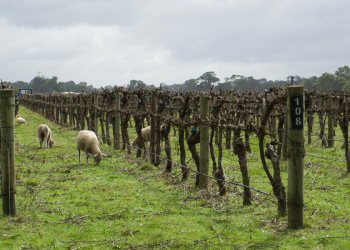 Revealed: The SA town named top ag spot