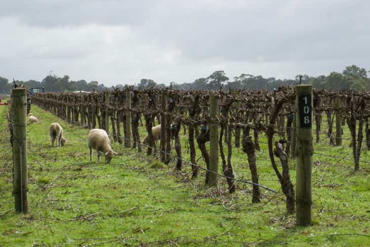 Revealed: The SA town named top ag spot