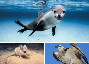 SA’s endangered species – and what we’re doing to protect them