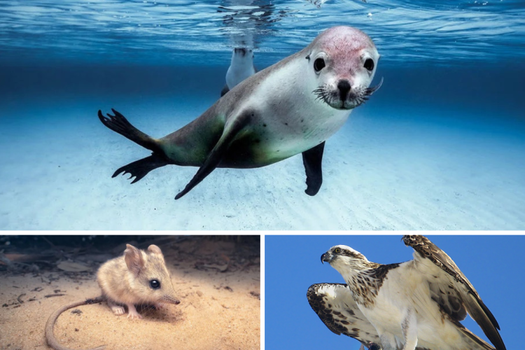 SA’s endangered species – and what we’re doing to protect them