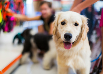 Tough new animal welfare laws unleashed