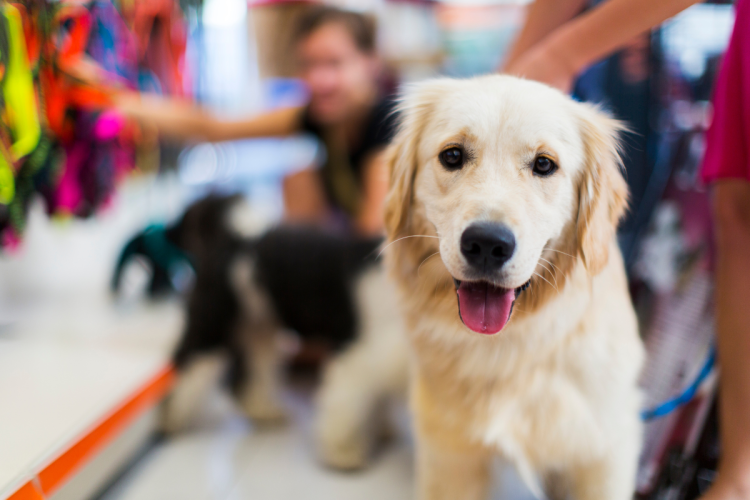 Tough new animal welfare laws unleashed