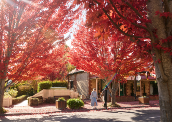 SA’s moment: Why the world is falling in love with our backyard