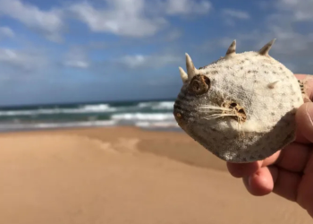 Is it safe to eat seafood in SA? Algal bloom Q&A