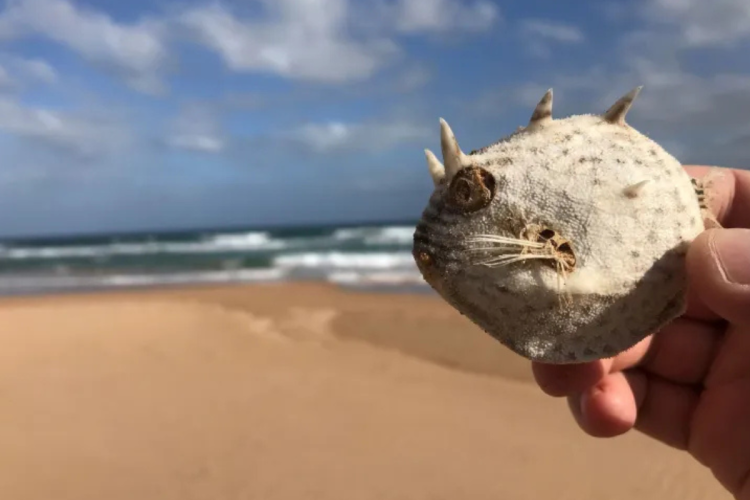 Is it safe to eat seafood in SA? Algal bloom Q&A