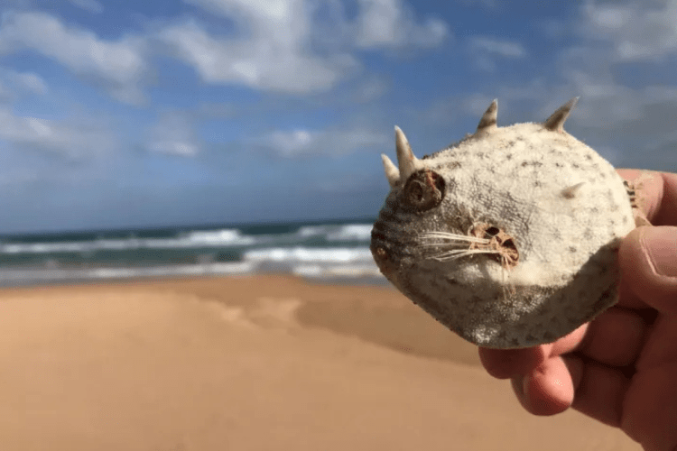 Is it safe to eat seafood in SA? Algal bloom Q&A