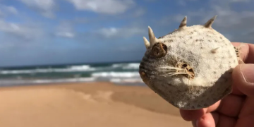 Is it safe to eat seafood in SA? Algal bloom Q&A