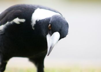 Myths busted: How to stay safe this magpie season