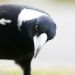 Myths busted: How to stay safe this magpie season