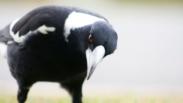 Myths busted: How to stay safe this magpie season