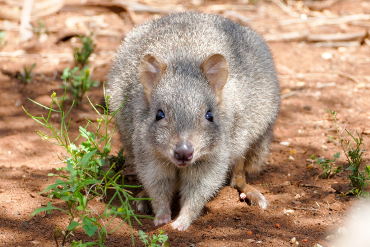 The SA comeback that’s changing conservation