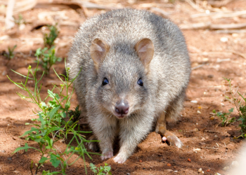 The SA comeback that’s changing conservation