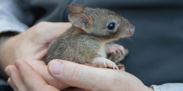 Back from the brink: Yorke Peninsula’s comeback gets furry