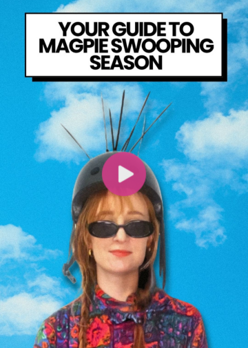 Best ways to avoid swooping magpies 