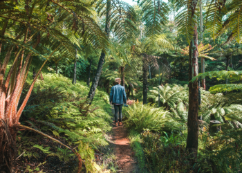 Beyond Lofty: 13 Adelaide walks to clear your mind