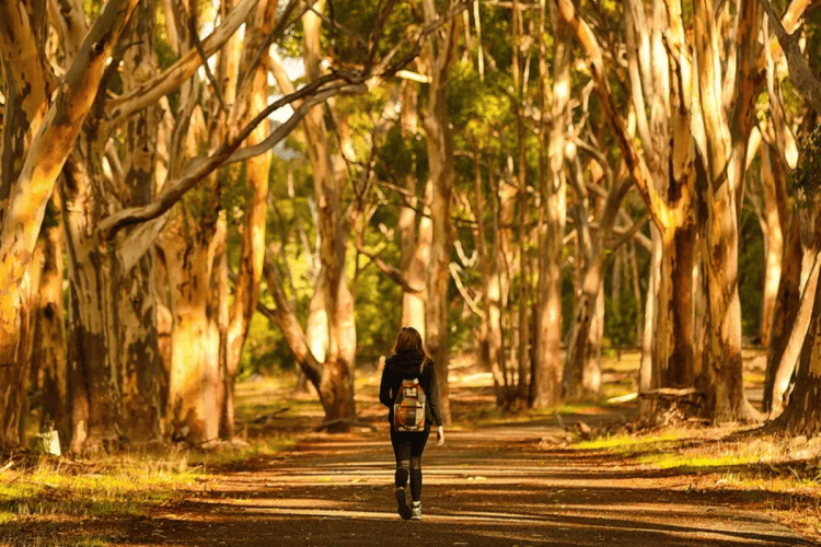 13 Adelaide walks to put on your weekend list