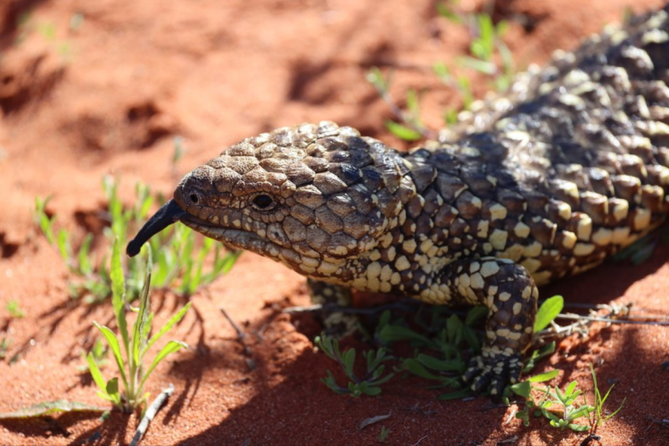 The backyard lizards caught in a global crime network
