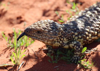The backyard lizards caught in a global crime network