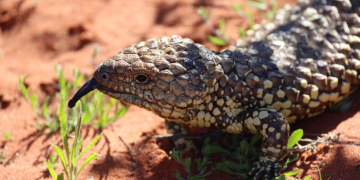 The backyard lizards caught in a global crime network