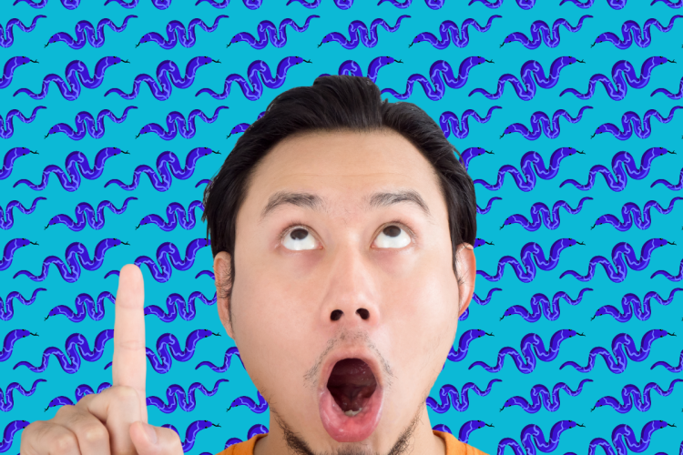 The real risk of snakes and spiders in SA