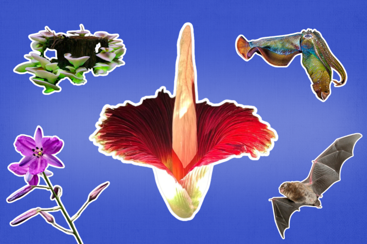 10 wild and weird nature moments you can catch in SA