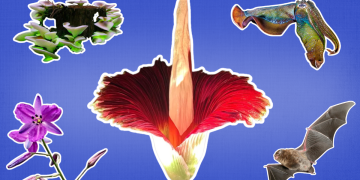 10 wild and weird nature moments you can catch in SA