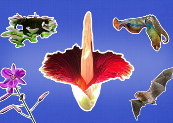 10 wild and weird nature moments you can catch in SA