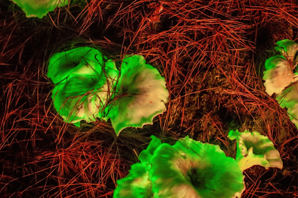 Ghost mushrooms growing on a forest floor in South Australia