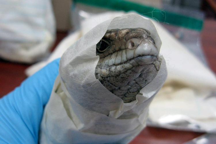 The crime threatening SA’s iconic animals