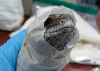 The crime threatening SA’s iconic animals