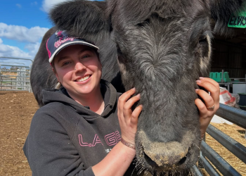 The SA farm where you can cuddle cows 