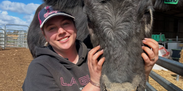 The SA farm where you can cuddle cows