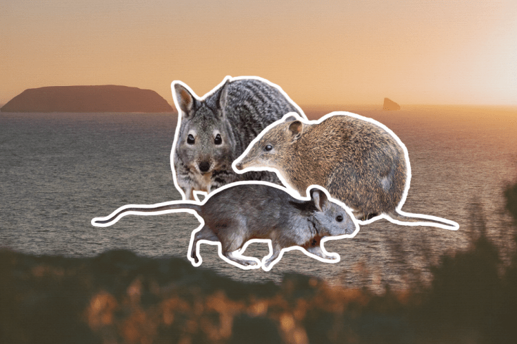 Inside SA’s most ambitious wildlife reset