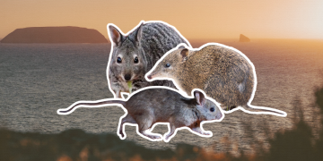 Inside SA’s most ambitious wildlife reset