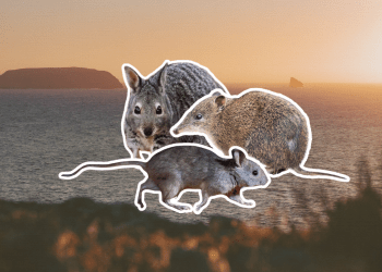 Inside SA’s most ambitious wildlife reset