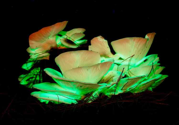 Glowing mushrooms are just the start: 10 weird SA nature moments