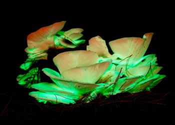 Glowing mushrooms are just the start: 10 weird SA nature moments