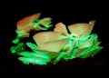 Glowing mushrooms are just the start: 10 weird SA nature moments