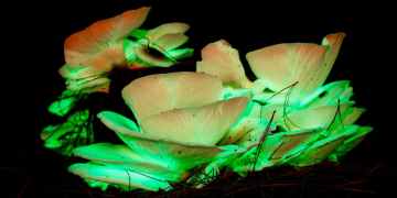 Glowing mushrooms are just the start: 10 weird SA nature moments