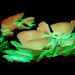 Glowing mushrooms are just the start: 10 weird SA nature moments