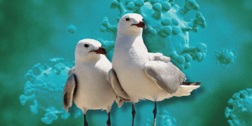 Bird flu in SA: All your questions answered