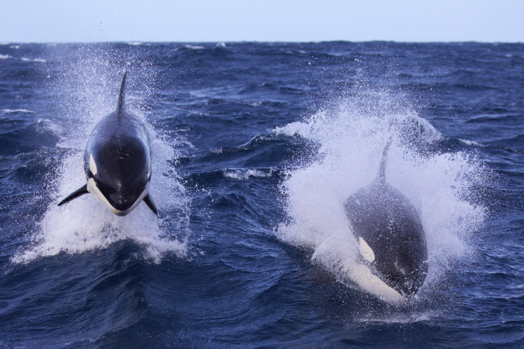 Inside the secret societies of killer whales