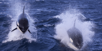 Inside the secret societies of killer whales