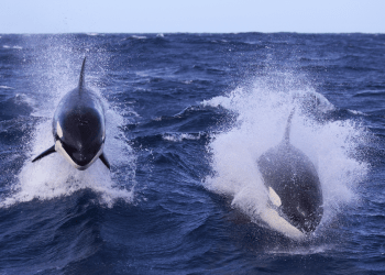 Inside the secret societies of killer whales