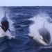 Inside the secret societies of killer whales