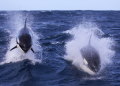 Inside the secret societies of killer whales